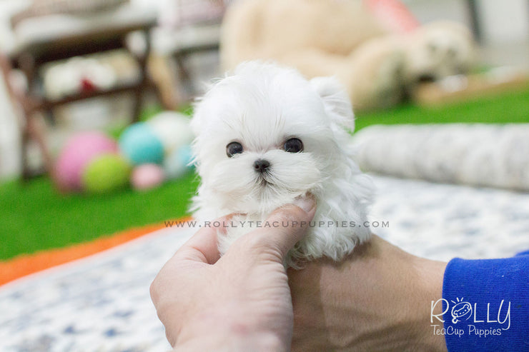 Rolly Teacup Puppies Bailey - Maltese.