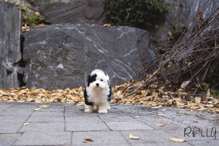 Rolly Teacup Puppies (PURCHASED by Choi) MARBLE - Sheepadoodle. F.