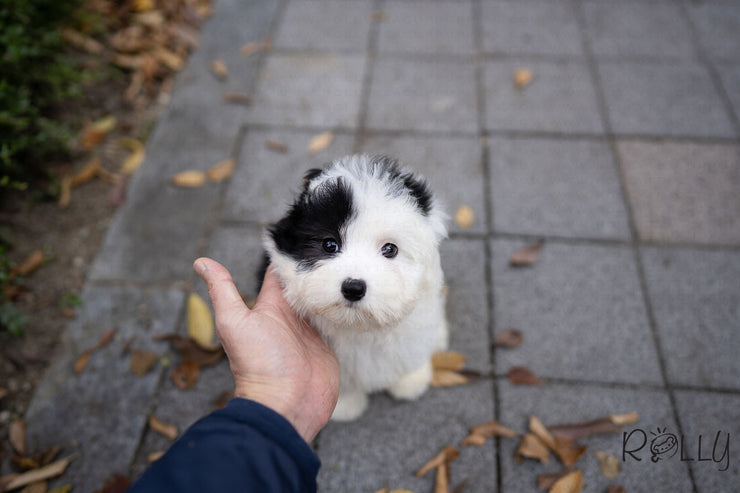Rolly Teacup Puppies (PURCHASED by Choi) MARBLE - Sheepadoodle. F.