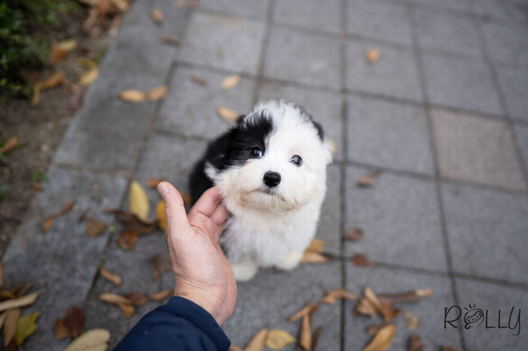 Rolly Teacup Puppies (PURCHASED by Choi) MARBLE - Sheepadoodle. F.