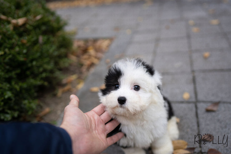 Rolly Teacup Puppies (PURCHASED by Choi) MARBLE - Sheepadoodle. F.