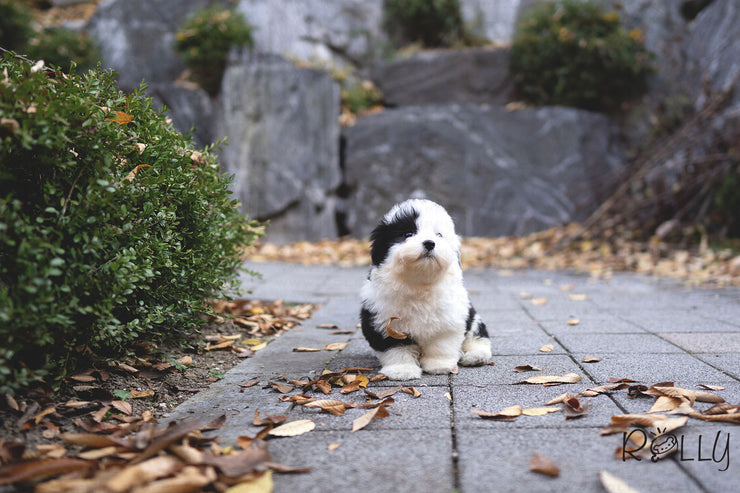 Rolly Teacup Puppies (PURCHASED by Choi) MARBLE - Sheepadoodle. F.