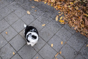 Rolly Teacup Puppies (PURCHASED by Choi) MARBLE - Sheepadoodle. F.