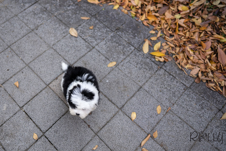 Rolly Teacup Puppies (PURCHASED by Choi) MARBLE - Sheepadoodle. F.