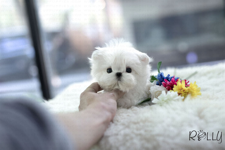 Rolly Teacup Puppies (Purchased by Tu) Maru - Maltese. M.