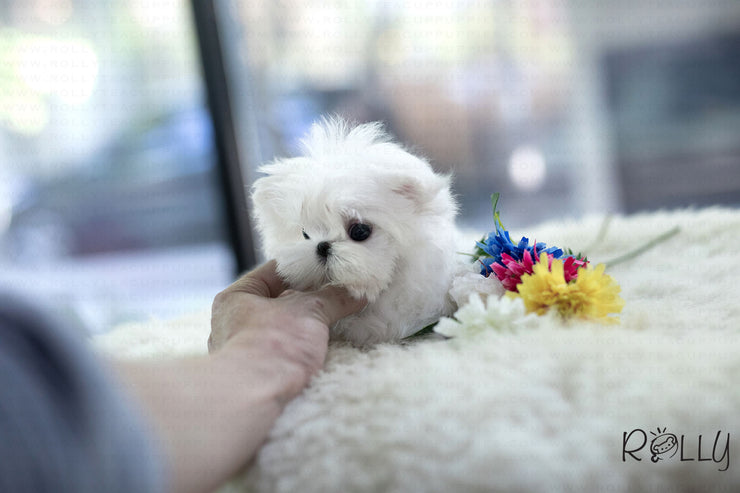 Rolly Teacup Puppies (Purchased by Tu) Maru - Maltese. M.