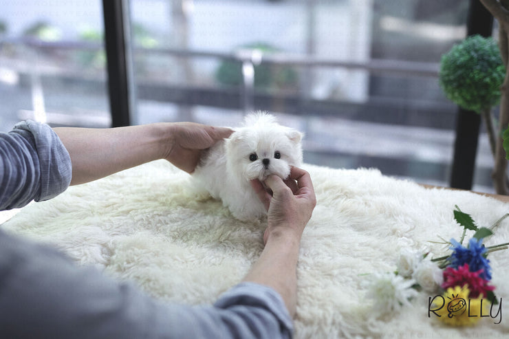 Rolly Teacup Puppies (Purchased by Tu) Maru - Maltese. M.
