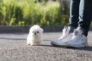 Rolly Teacup Puppies (Purchased by Tu) Maru - Maltese. M.