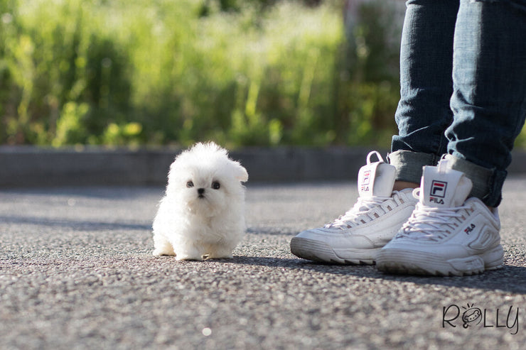 Rolly Teacup Puppies (Purchased by Tu) Maru - Maltese. M.