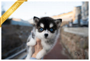 Rolly Teacup Puppies (PURCHASED by Armenta)Maui - Pomsky. F.