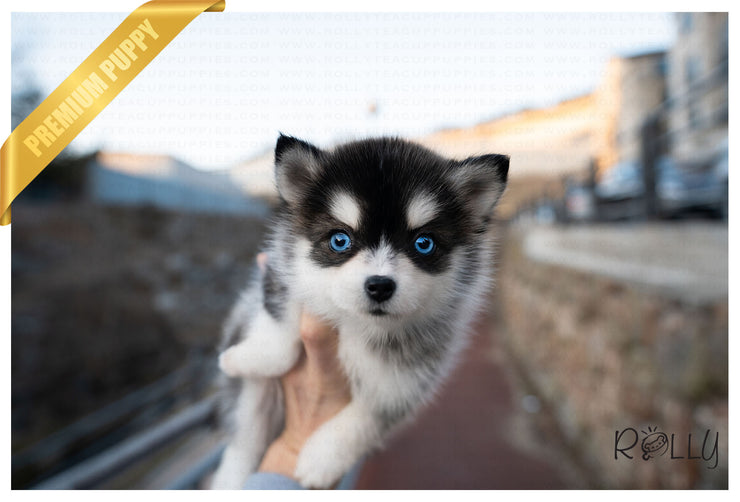Rolly Teacup Puppies (PURCHASED by Armenta)Maui - Pomsky. F.