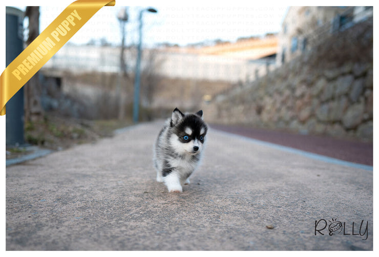 Rolly Teacup Puppies (PURCHASED by Armenta)Maui - Pomsky. F.