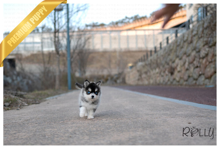 Rolly Teacup Puppies (PURCHASED by Armenta)Maui - Pomsky. F.