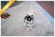 Rolly Teacup Puppies (PURCHASED by Armenta)Maui - Pomsky. F.