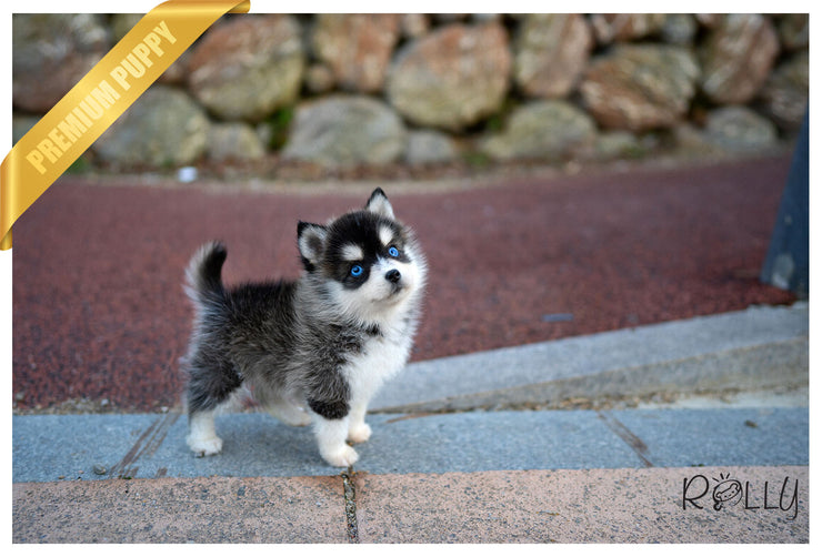 Rolly Teacup Puppies (PURCHASED by Armenta)Maui - Pomsky. F.