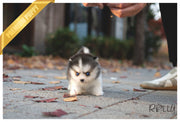 Rolly Teacup Puppies (PURCHASED by Hernandez) MAUI - Pomsky. M.