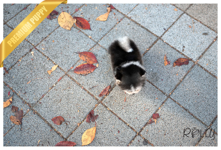 Rolly Teacup Puppies (PURCHASED by Hernandez) MAUI - Pomsky. M.