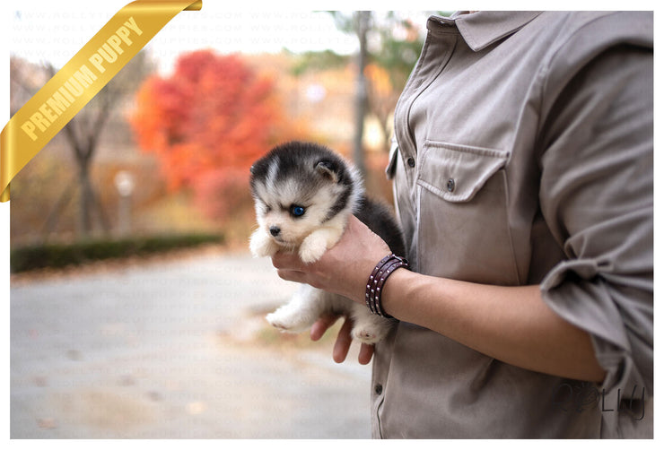 Rolly Teacup Puppies (PURCHASED by Hernandez) MAUI - Pomsky. M.