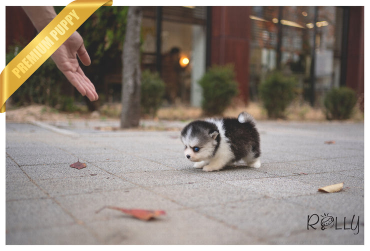Rolly Teacup Puppies (PURCHASED by Hernandez) MAUI - Pomsky. M.