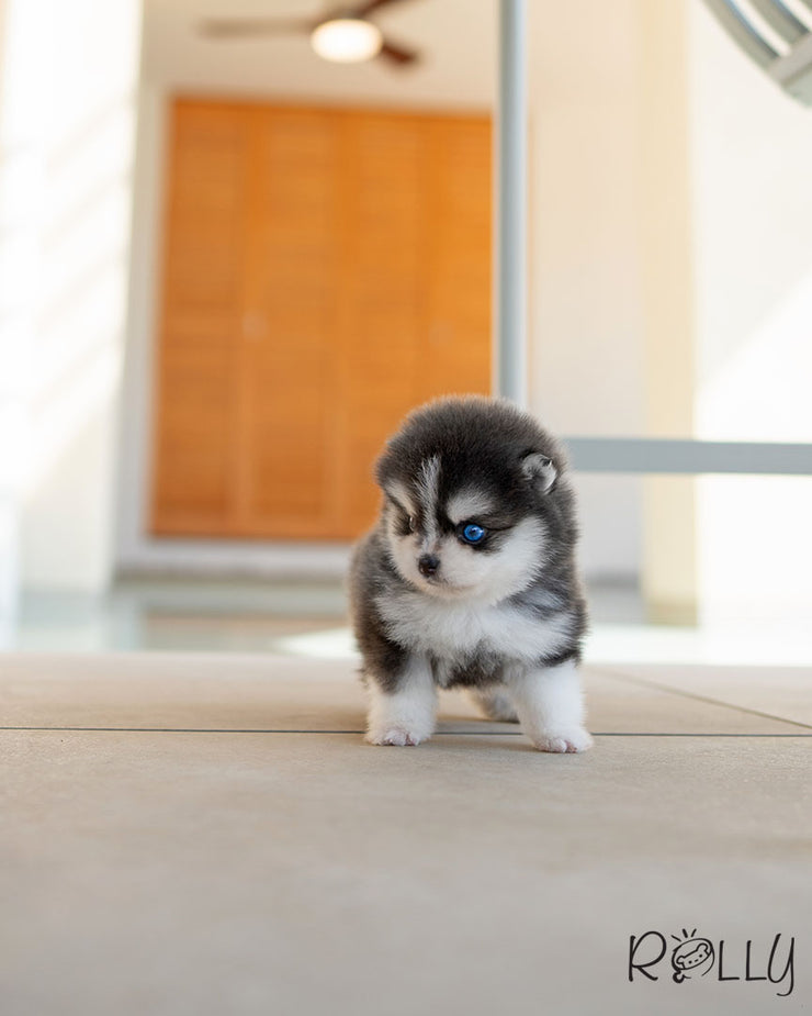 MAVERICK - MALE (PURCHASED by MANSOURI)