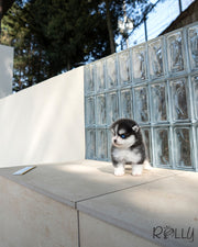 MAVERICK - MALE (PURCHASED by MANSOURI)