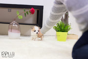 Rolly Teacup Puppies (SOLD to Seitz) Max - Corgi. M.