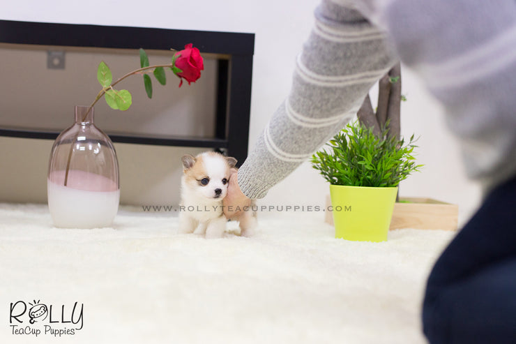 Rolly Teacup Puppies (SOLD to Seitz) Max - Corgi. M.
