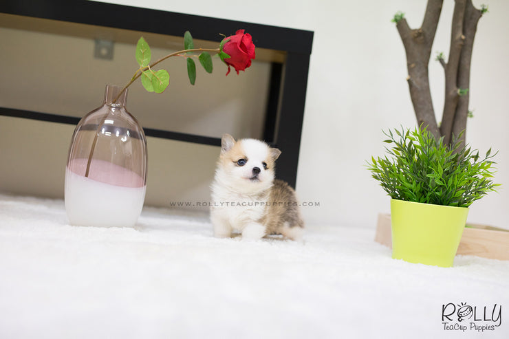 Rolly Teacup Puppies (SOLD to Seitz) Max - Corgi. M.