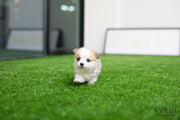 Rolly Teacup Puppies (SOLD to Seitz) Max - Corgi. M.