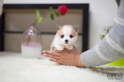 Rolly Teacup Puppies (SOLD to Seitz) Max - Corgi. M.
