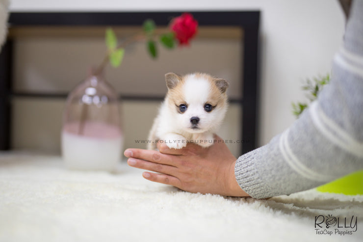 Rolly Teacup Puppies (SOLD to Seitz) Max - Corgi. M.
