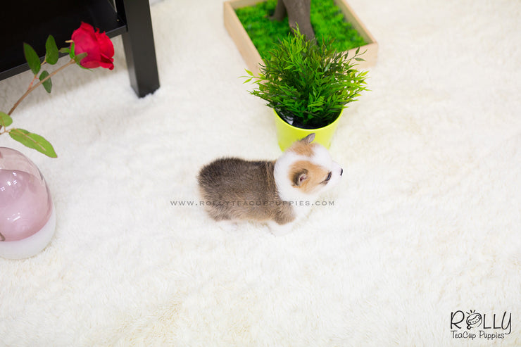 Rolly Teacup Puppies (SOLD to Seitz) Max - Corgi. M.