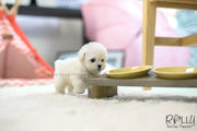 Rolly Teacup Puppies (SOLD to Song) Max - Poodle. M.