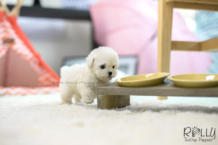 Rolly Teacup Puppies (SOLD to Song) Max - Poodle. M.
