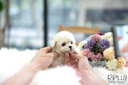 Rolly Teacup Puppies (SOLD to Song) Max - Poodle. M.