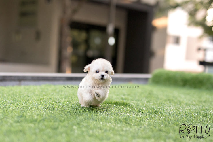 Rolly Teacup Puppies (SOLD to Song) Max - Poodle. M.