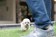 Rolly Teacup Puppies (SOLD to Song) Max - Poodle. M.