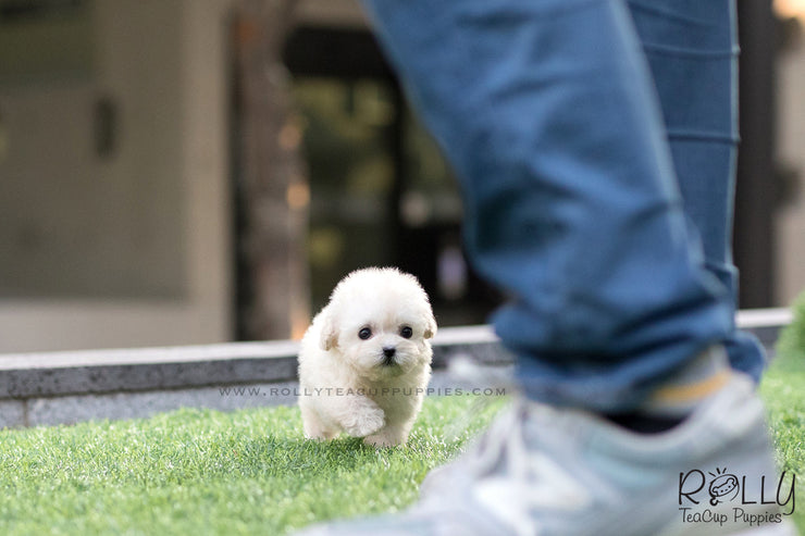 Rolly Teacup Puppies (SOLD to Song) Max - Poodle. M.