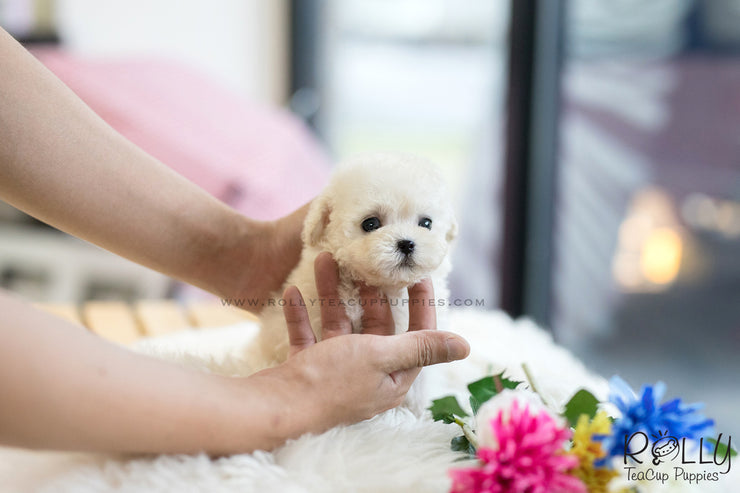 Rolly Teacup Puppies (SOLD to Song) Max - Poodle. M.