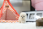 Rolly Teacup Puppies (SOLD to Song) Max - Poodle. M.