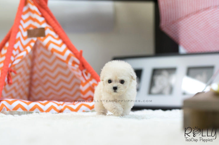 Rolly Teacup Puppies (SOLD to Song) Max - Poodle. M.
