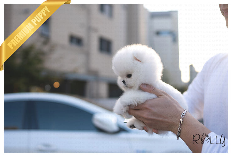 Rolly Teacup Puppies MERINGUE - FEMALE (PURCHASED by RODRIGUEZ).