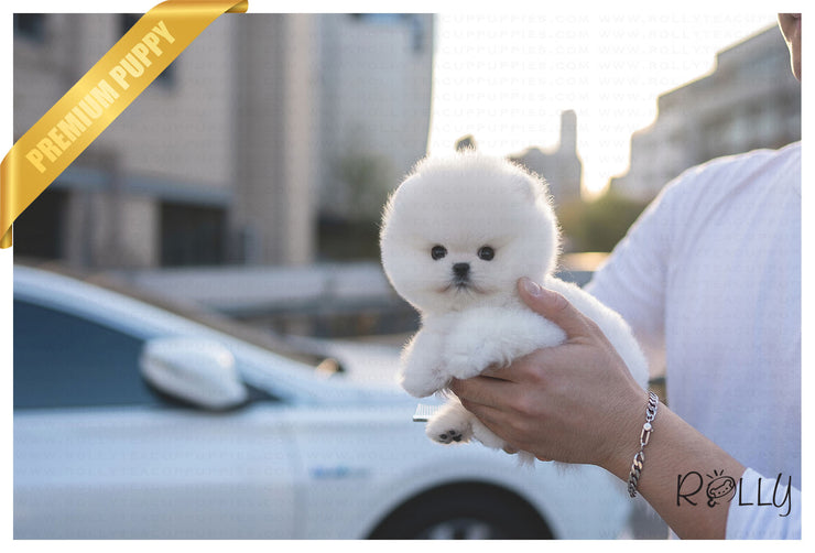 Rolly Teacup Puppies MERINGUE - FEMALE (PURCHASED by RODRIGUEZ).