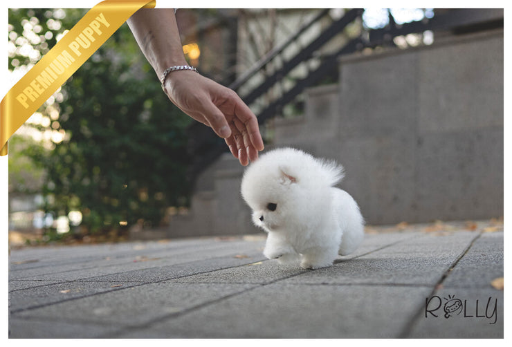 Rolly Teacup Puppies MERINGUE - FEMALE (PURCHASED by RODRIGUEZ).