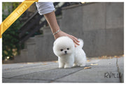Rolly Teacup Puppies MERINGUE - FEMALE (PURCHASED by RODRIGUEZ).