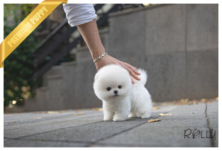 Rolly Teacup Puppies MERINGUE - FEMALE (PURCHASED by RODRIGUEZ).