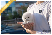 Rolly Teacup Puppies MERINGUE - FEMALE (PURCHASED by RODRIGUEZ).