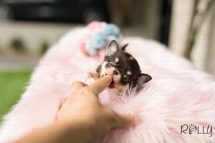 Rolly Teacup Puppies (Purchased by Levy) Mia - Chihuahua. F.