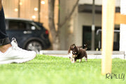 Rolly Teacup Puppies (Purchased by Levy) Mia - Chihuahua. F.