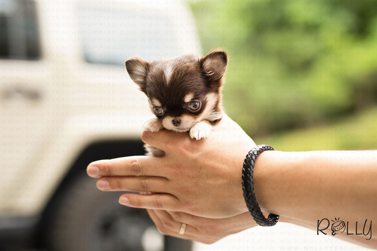 Rolly Teacup Puppies (Purchased by Levy) Mia - Chihuahua. F.